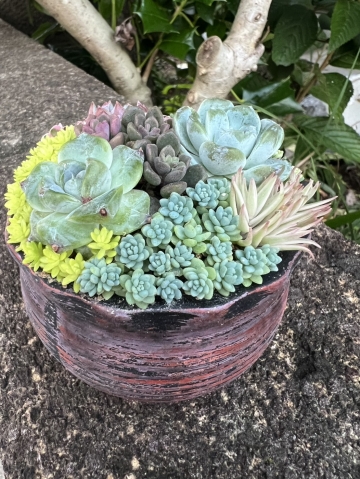 多肉植物寄せ植え講座