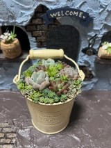 【NEW】多肉植物寄せ植え講座