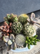 多肉植物寄せ植え講座